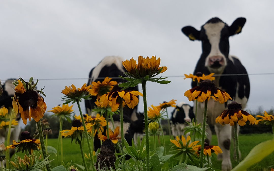 Help de natuur met een handje zaad